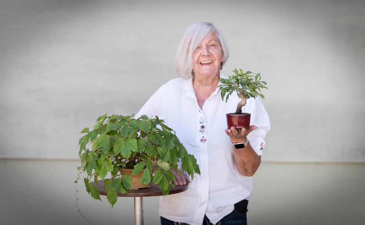 Mehrere Bonsai im kleinen Format werden beim Bonsai-Kreativ-Workshop bearbeitet.