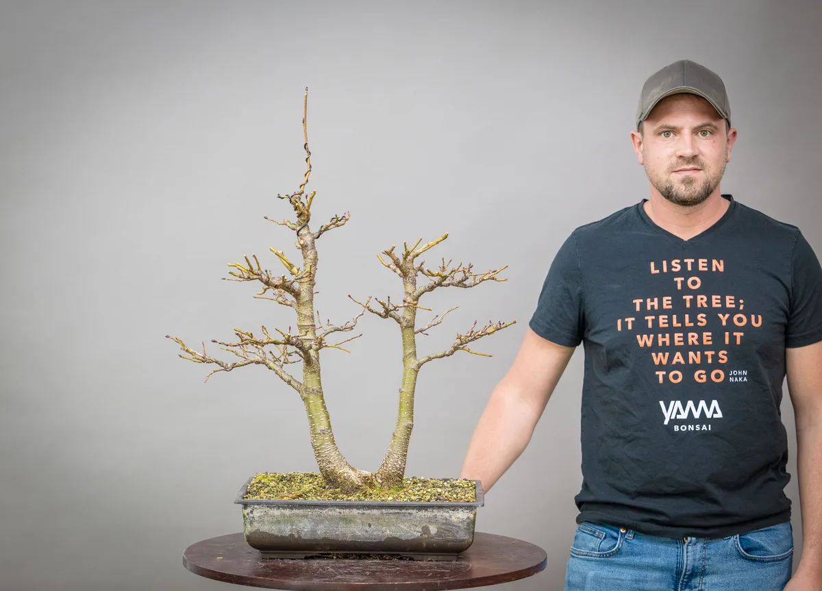 At the Bonsai Kreativ workshop with Václav Stropek: Workshop work on a broadleaf bonsai without leaves, with multiple trunks.