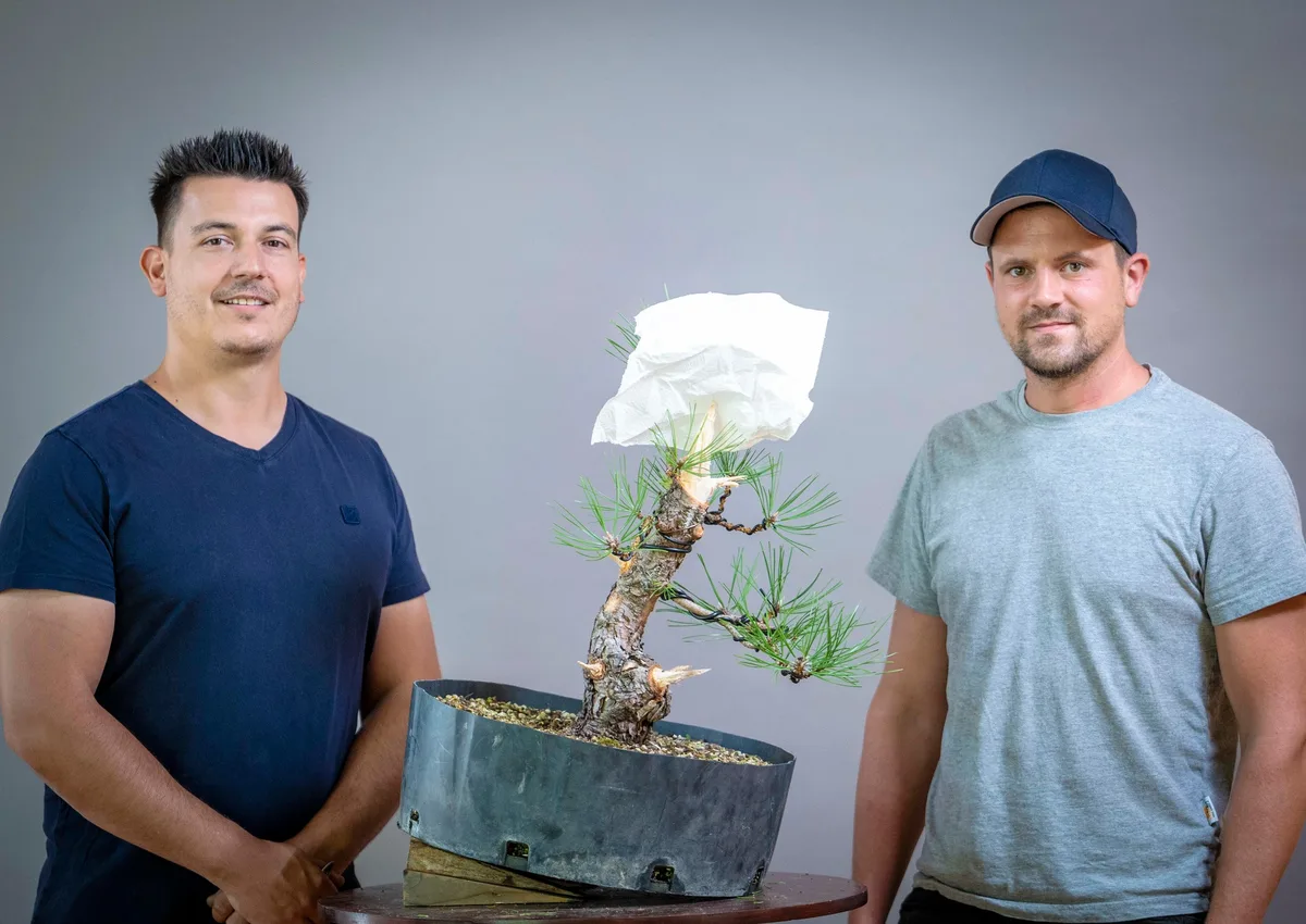 Beim Bonsai-Kreativ-Workshop mit Yannick Kiggen: Bearbeitung einer Kiefer in geneigter Position, mit gedrahteten Ästen.