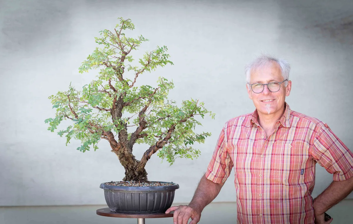 Beim Bonsai-Kreativ-Workshop mit Nik Rozman: Bearbeitung eines Laubbaums mit mehreren Stämmen und belaubter Krone.
