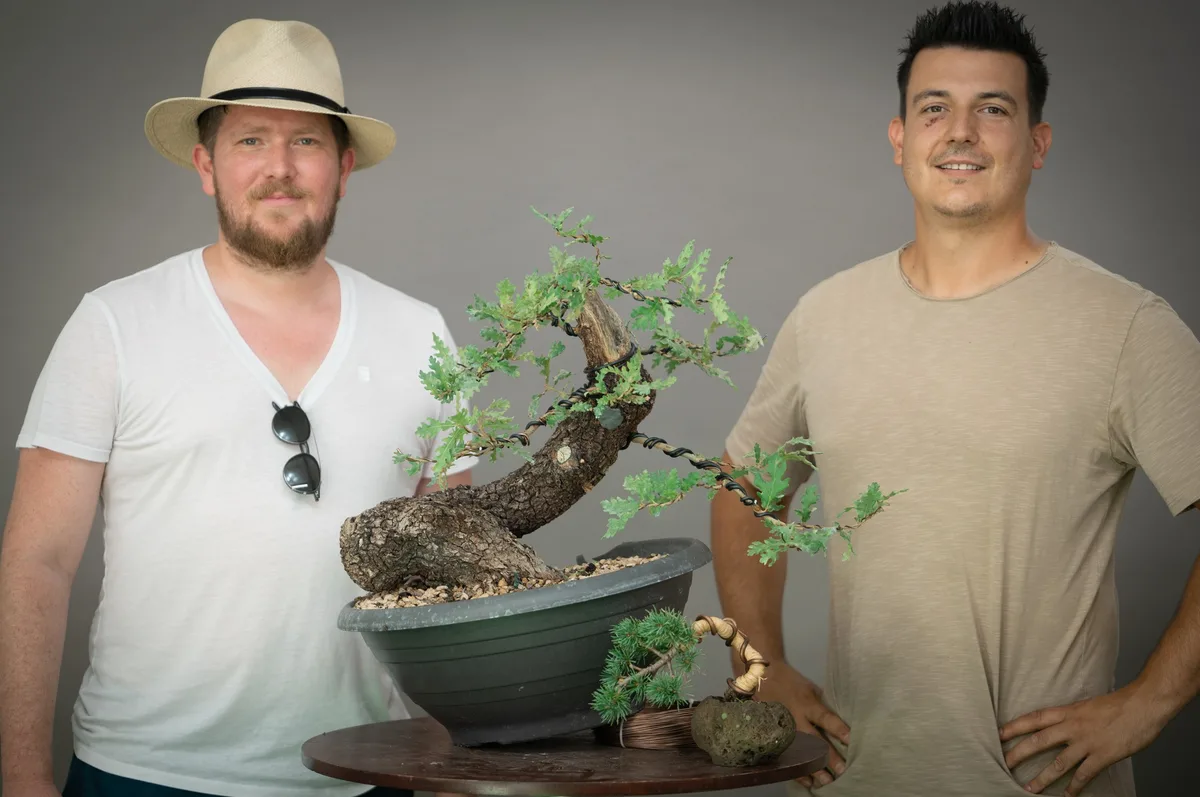 At the Bonsai Kreativ workshop with Yannick Kiggen: Workshop work on a pine with a curved trunk, in a tilted position.