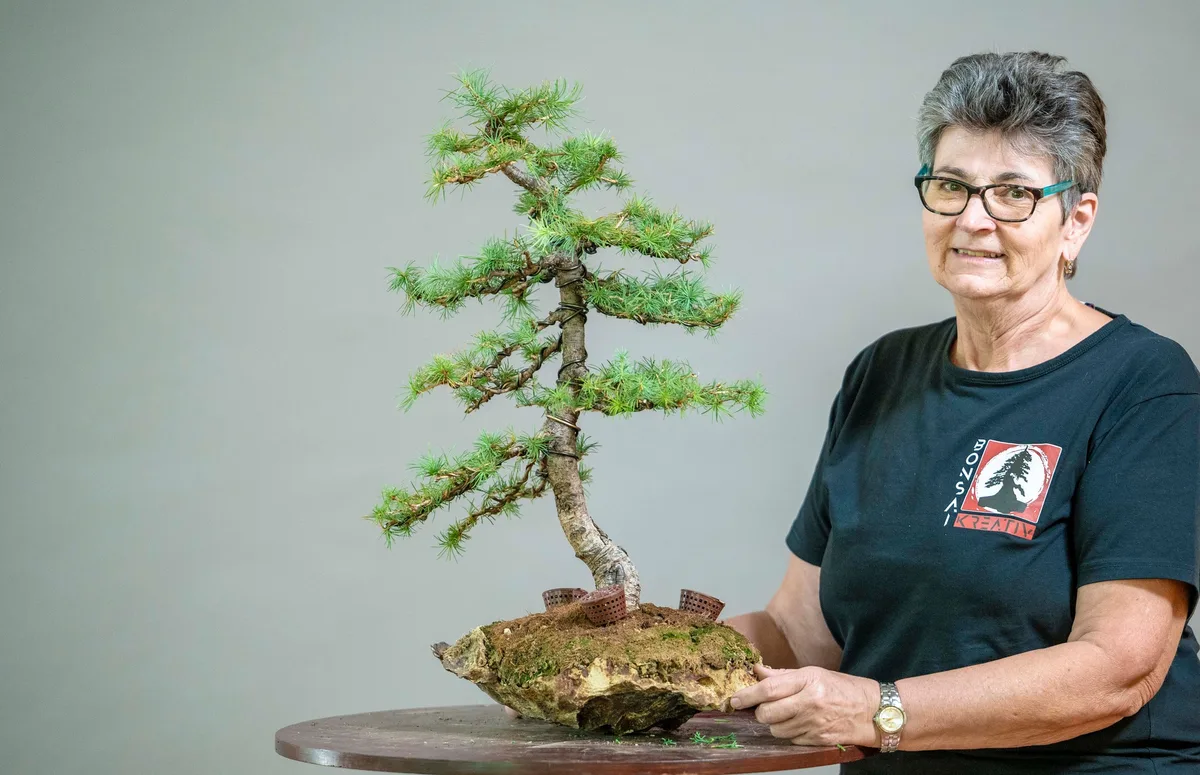 Beim Bonsai-Kreativ-Workshop mit Yannick Kiggen: Bearbeitung einer Lärche auf einer Felsgestaltung, in aufrechter Form.