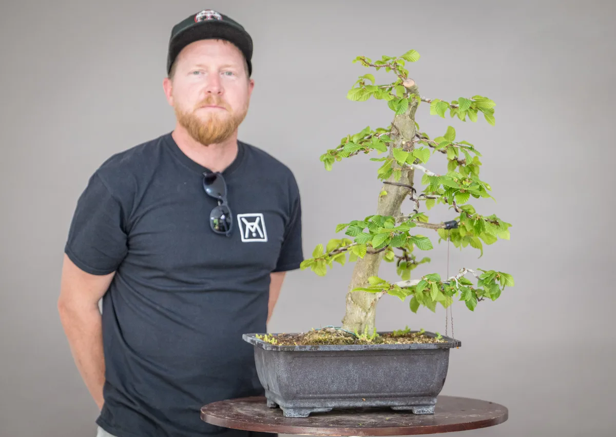 At the Bonsai Kreativ workshop with Václav Stropek: Workshop work on a broadleaf bonsai in an upright form, with wired branches.