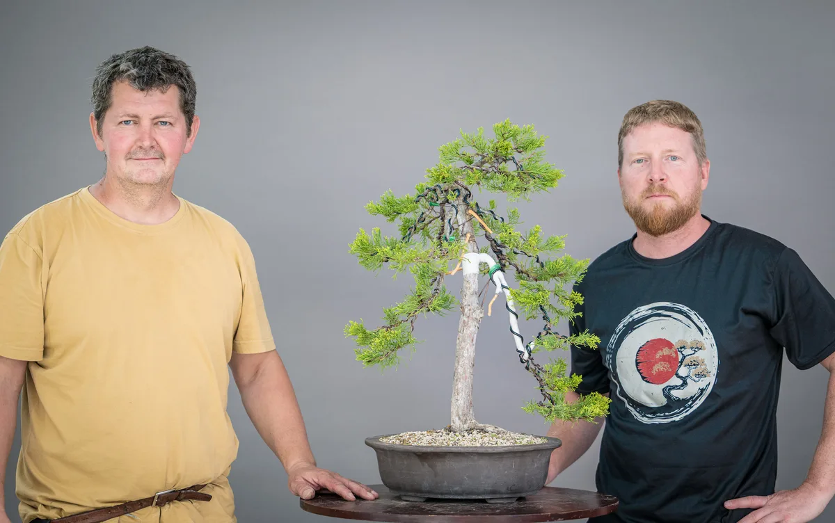 Workshop work on an upright conifer with long wired branches and pale protective wraps at bending points.