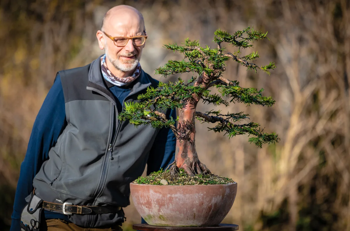 Beim Bonsai-Kreativ-Workshop mit Jan Culek: Bearbeitung einer Eibe in aufrechter Form, mit gegliederten Astpolstern.