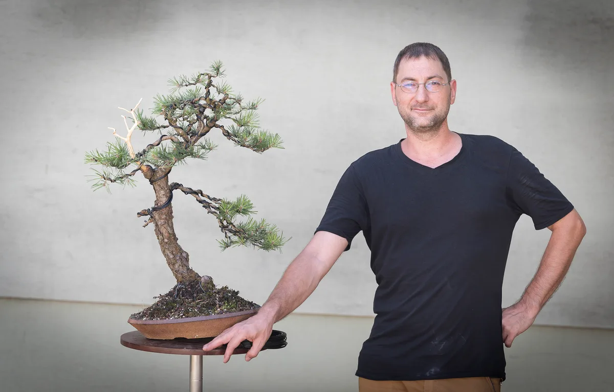 Beim Bonsai-Kreativ-Workshop mit Nik Rozman: Bearbeitung einer Kiefer in geneigter Position, mit markantem Totholz.