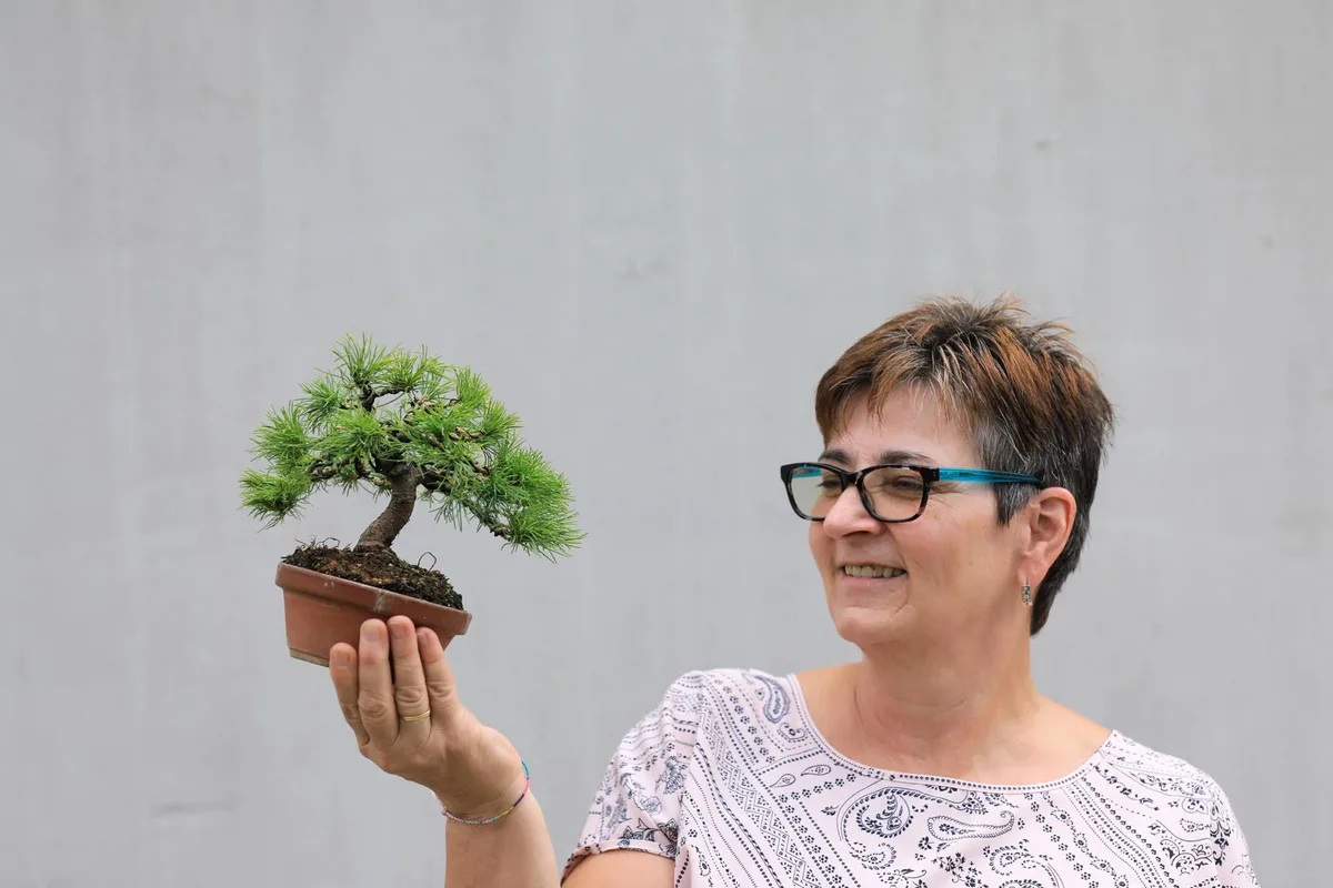 At the Bonsai Kreativ workshop with Josef Burschl: Workshop work on a pine in a small format, with defined foliage pads.