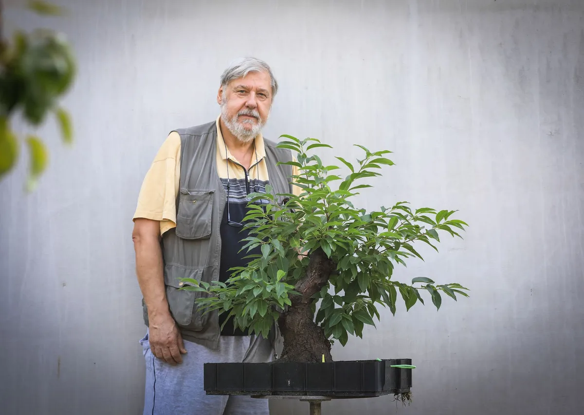 At the Bonsai Kreativ workshop with Josef Burschl: Workshop work on a broadleaf bonsai with a substantial trunk and a leafy crown.