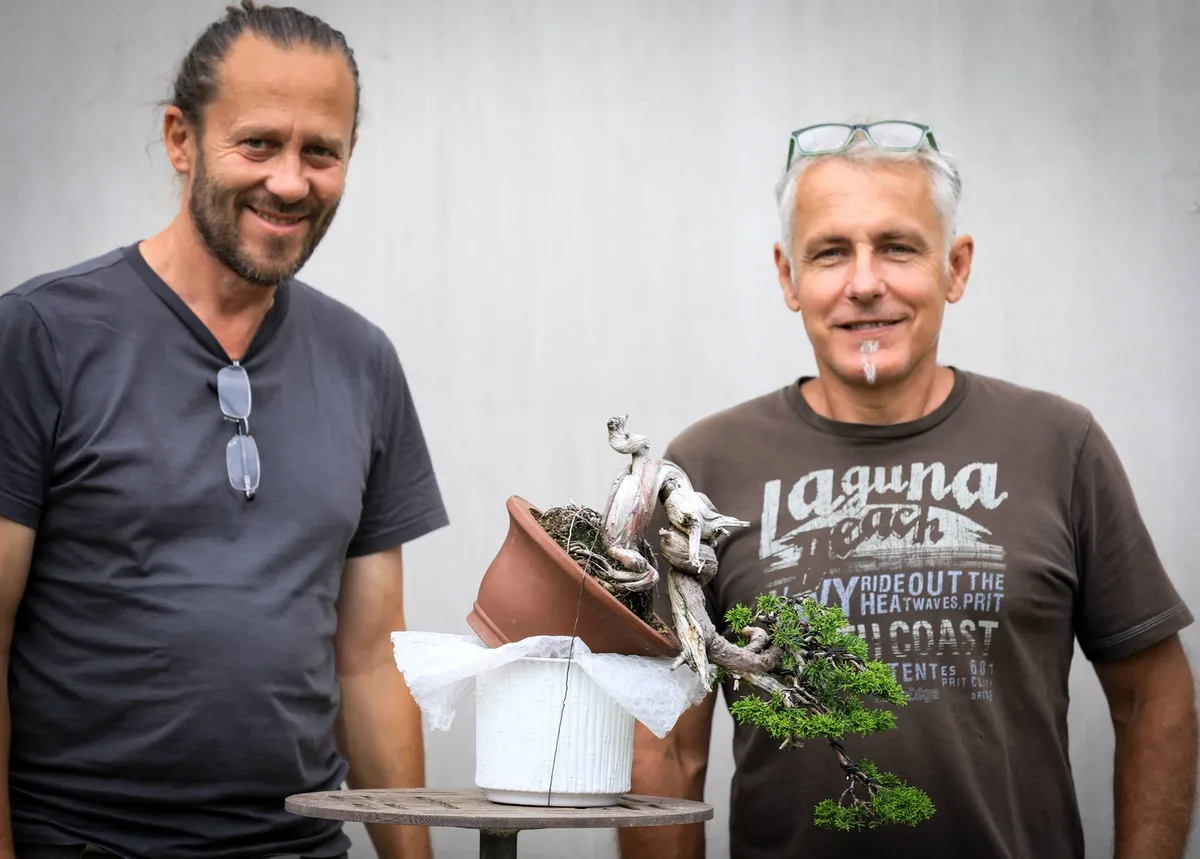 At the Bonsai Kreativ workshop with Josef Burschl: Workshop work on a pine in a cascading form, with prominent deadwood.