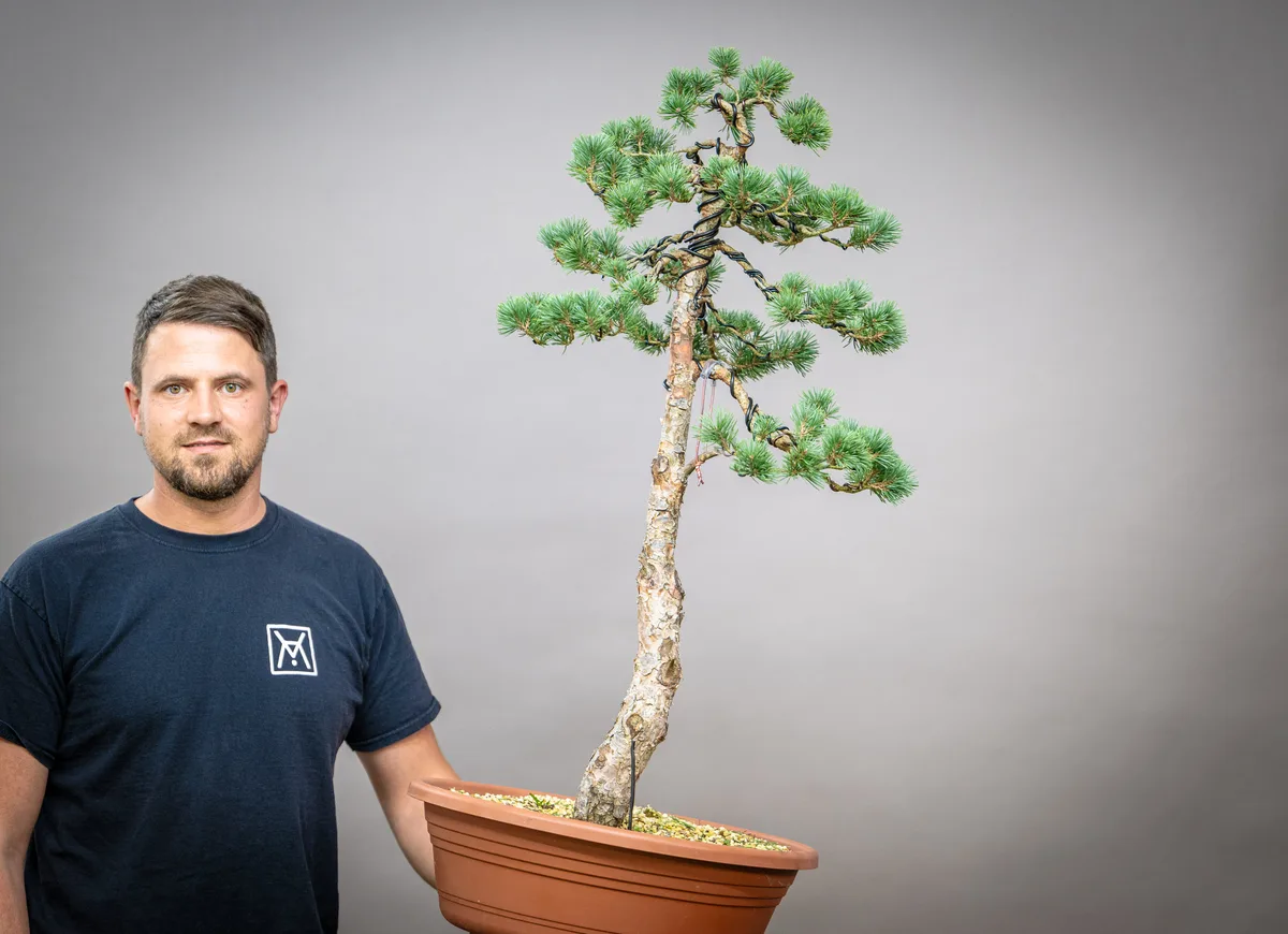At the Bonsai Kreativ workshop with Václav Stropek: Workshop work on a pine with a slender silhouette, in an upright form.