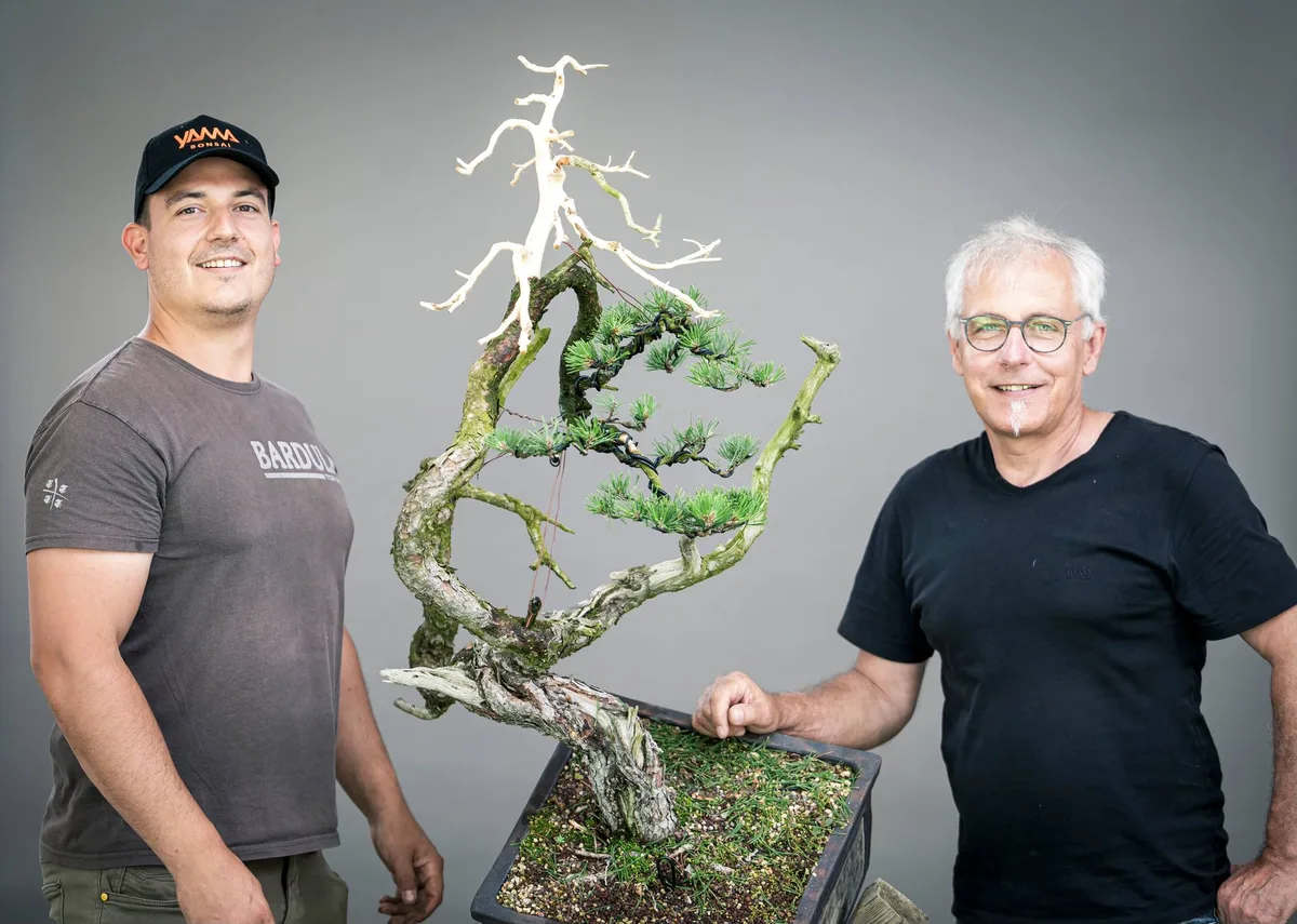 Beim Bonsai-Kreativ-Workshop mit Yannick Kiggen: Bearbeitung einer Kiefer mit geschwungenem Stamm und markantem Totholz.