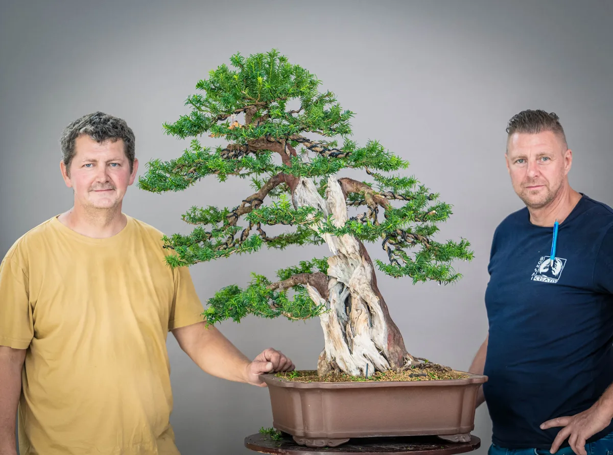 A yew with wired branches and pale deadwood worked on at the September workshop.