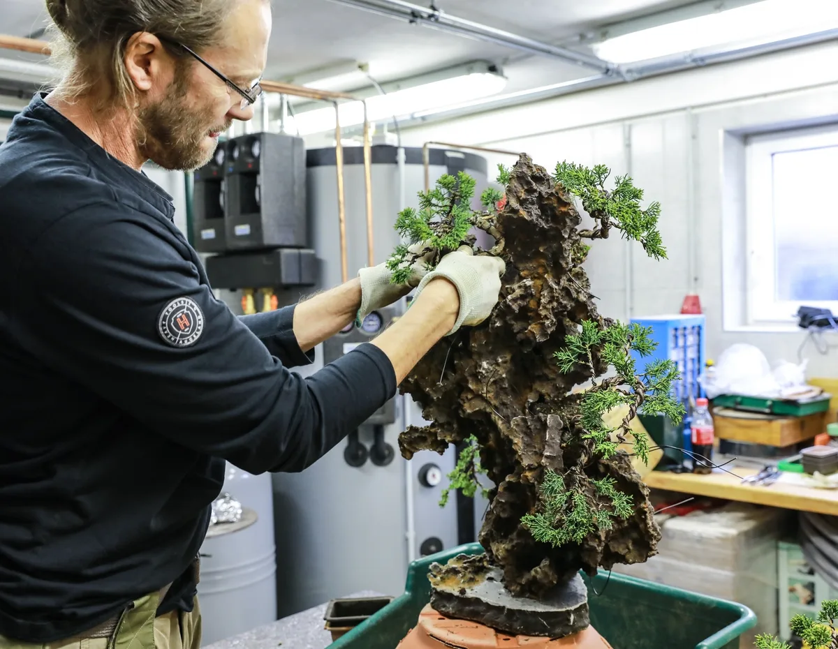 At the Bonsai Kreativ workshop with Josef Burschl: Hands at work on a juniper on a rock composition.