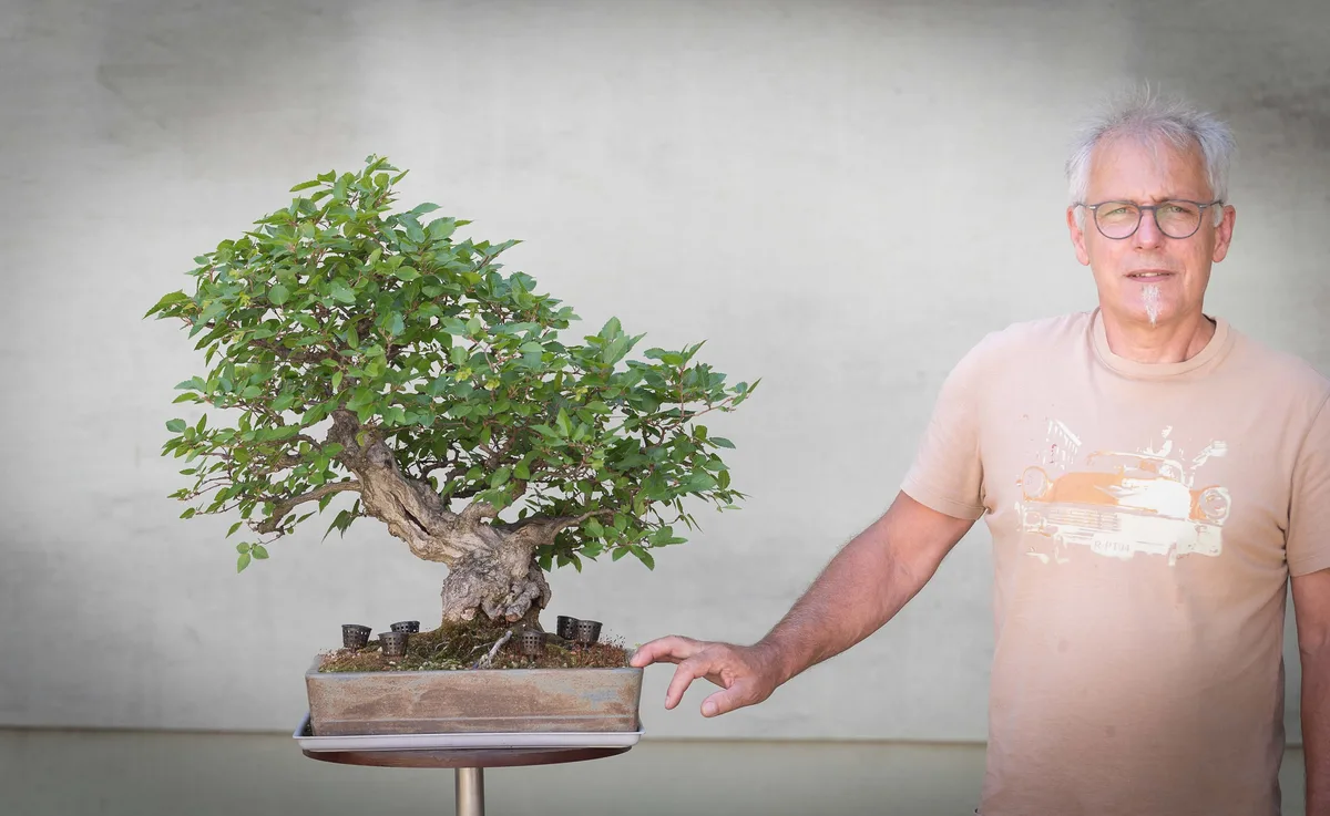 Beim Bonsai-Kreativ-Workshop mit Nik Rozman: Bearbeitung eines Laubbaums mit geschwungenem Stamm und belaubter Krone.