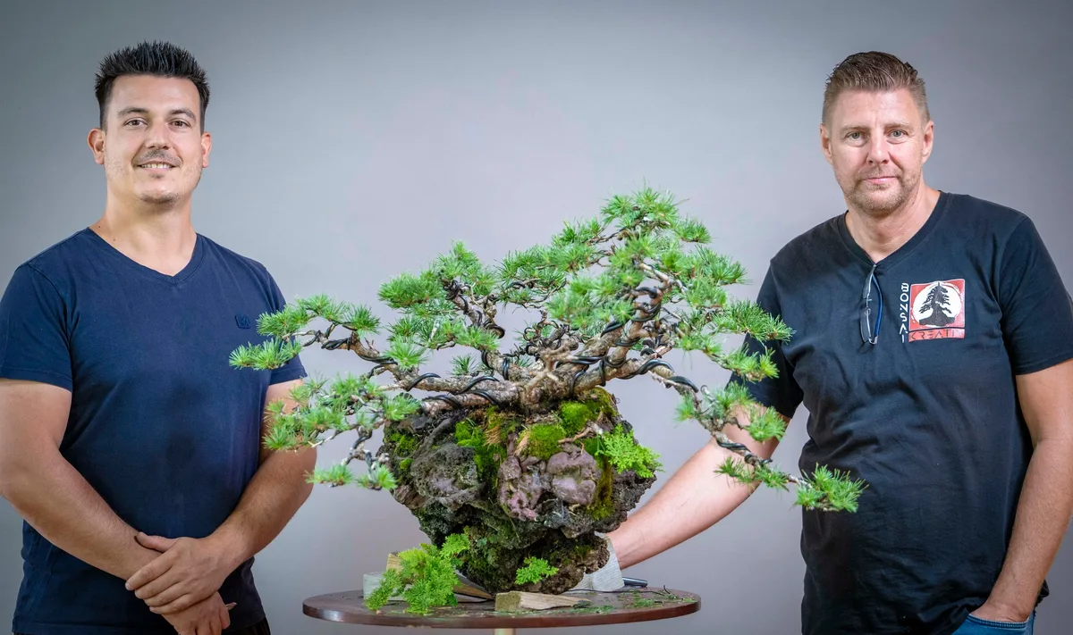 Beim Bonsai-Kreativ-Workshop mit Yannick Kiggen: Bearbeitung einer Kiefer auf einer Felsgestaltung, mit markantem Totholz.
