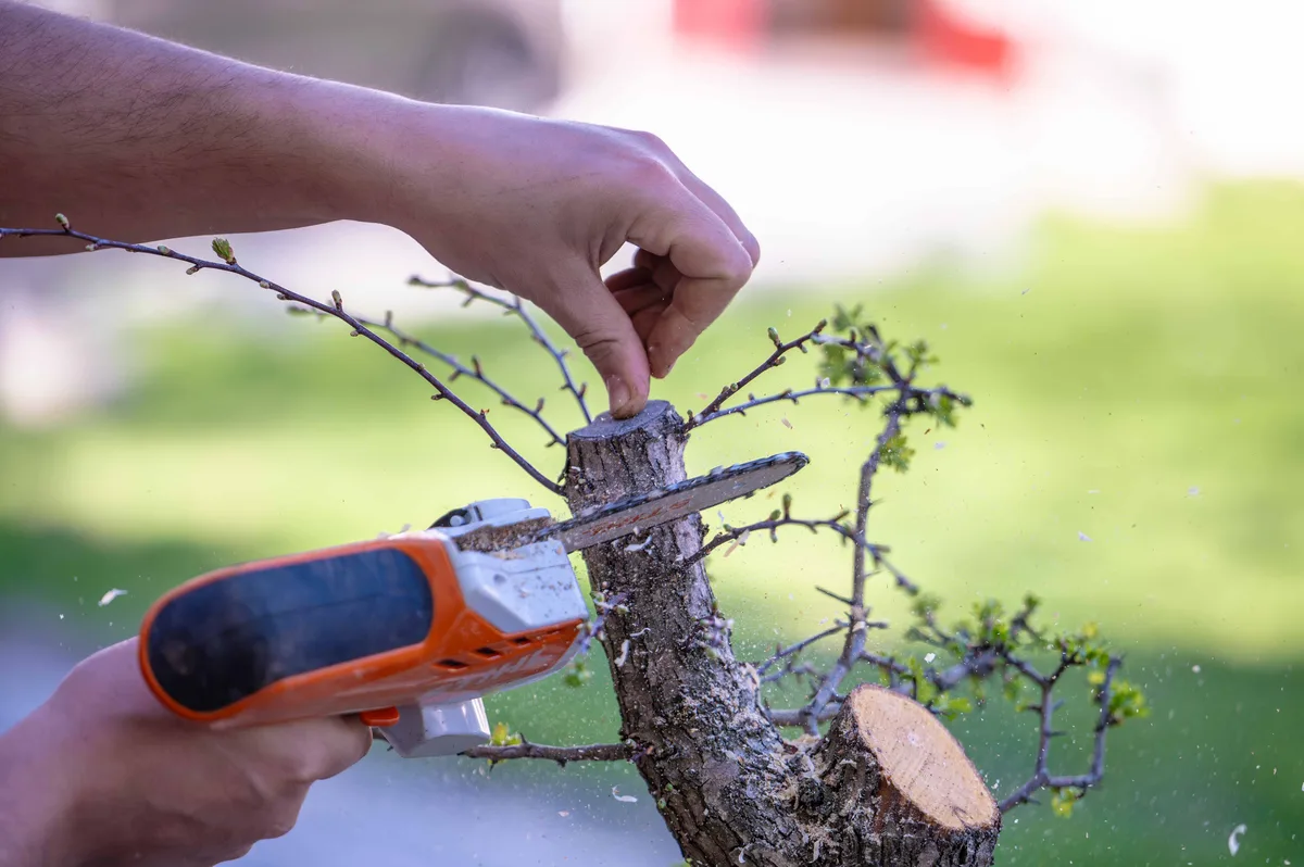 Beim Bonsai-Kreativ-Workshop mit Yannick Kiggen: Schnittarbeit an einer Lärche mit sichtbaren Astschnittstellen.