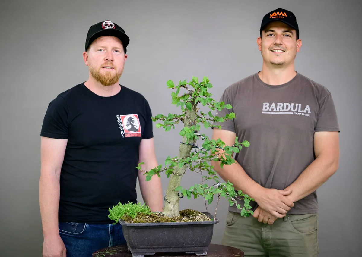 At the Bonsai Kreativ workshop with Yannick Kiggen: Workshop work on a broadleaf bonsai in an upright form, with a leafy crown.