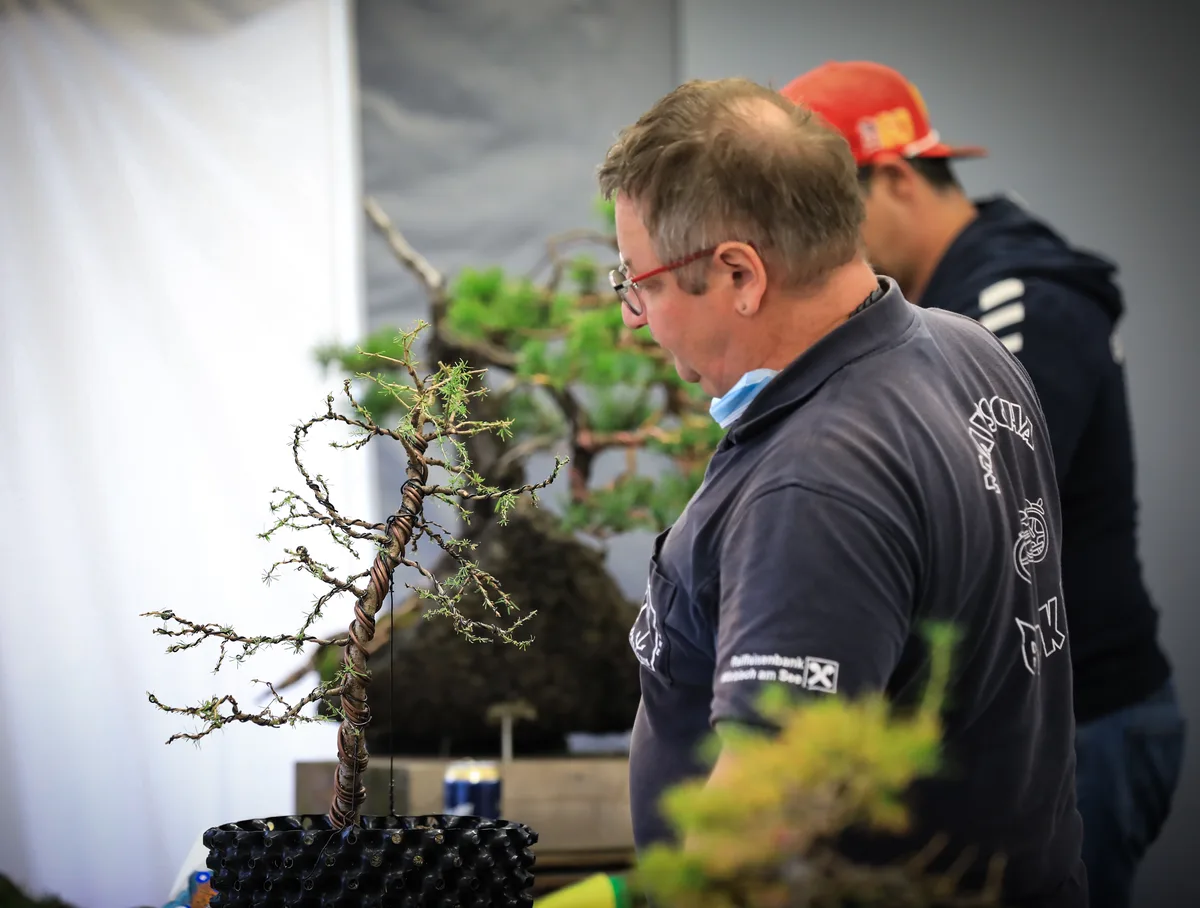 At the Bonsai Kreativ workshop with Josef Burschl: Hands working with wire on a larch with a slender silhouette and clearly visible branching.