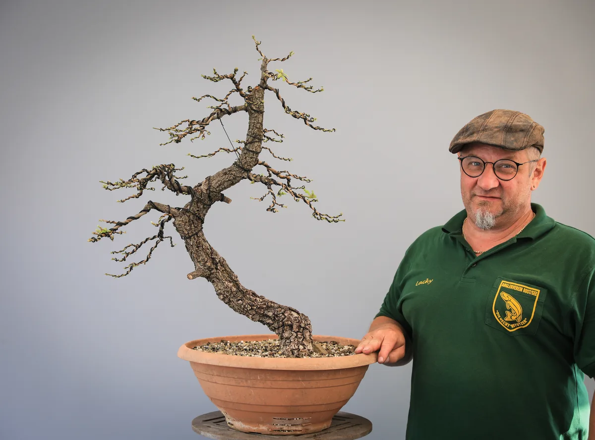 Beim Bonsai-Kreativ-Workshop mit Josef Burschl: Bearbeitung eines Laubbaums mit geschwungenem Stamm, ohne Laub.