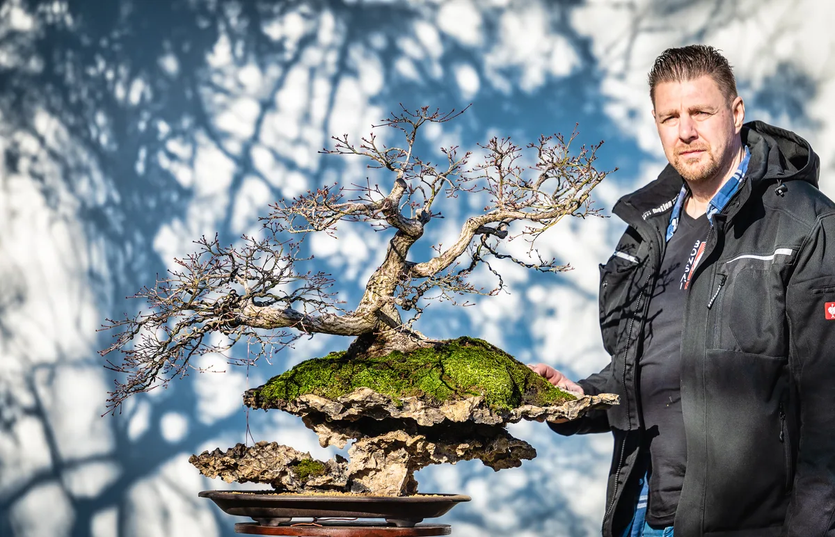 Beim Bonsai-Kreativ-Workshop mit Jan Culek: Bearbeitung eines Laubbaums ohne Laub, auf einer Felsgestaltung.