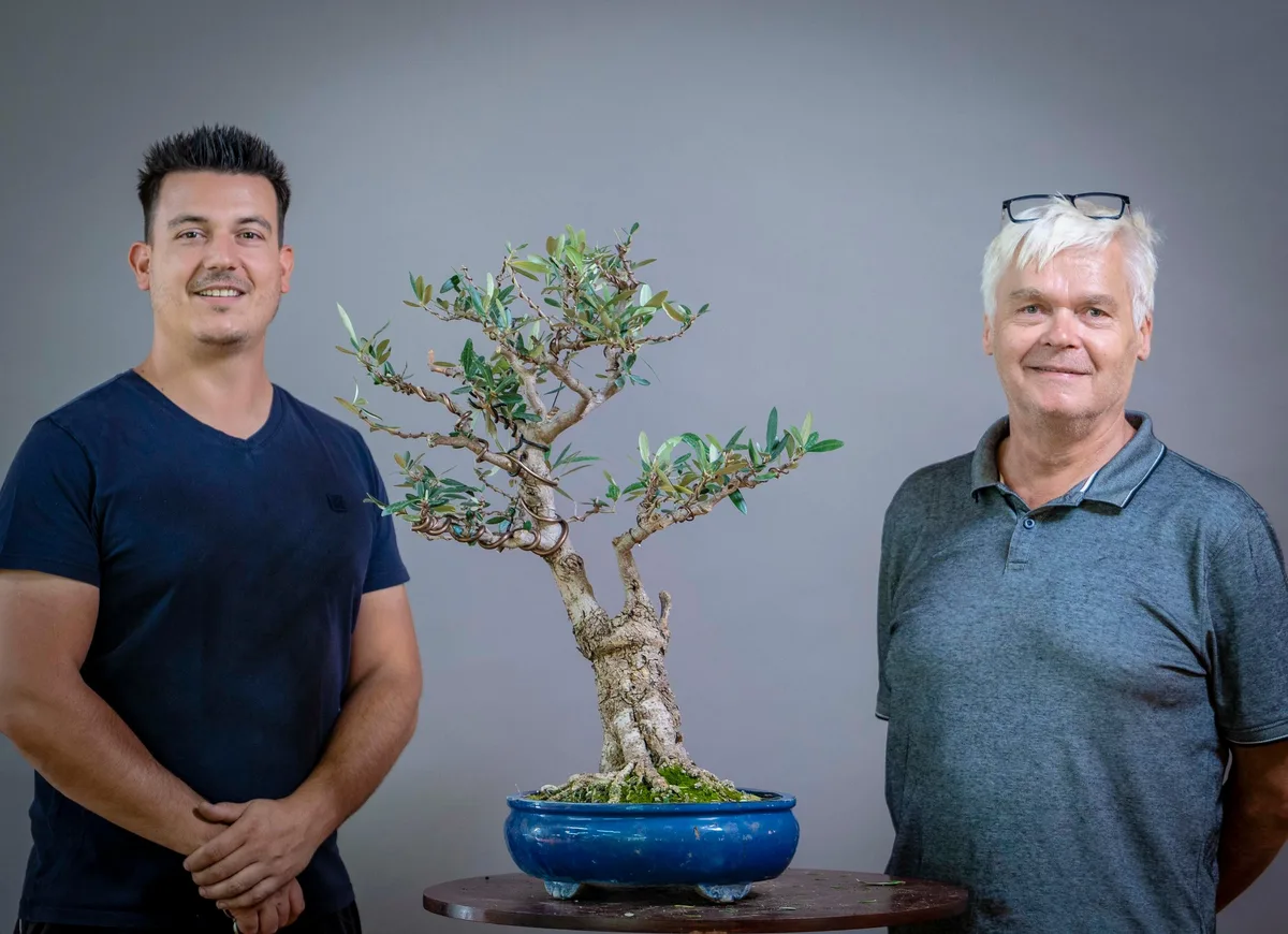 Beim Bonsai-Kreativ-Workshop mit Yannick Kiggen: Bearbeitung eines Laubbaums in aufrechter Form, mit belaubter Krone.