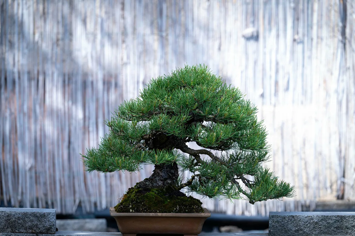 Beim Bonsai-Kreativ-Workshop mit Jan Culek: Eine Kiefer mit dichter Krone und gegliederten Astpolstern.