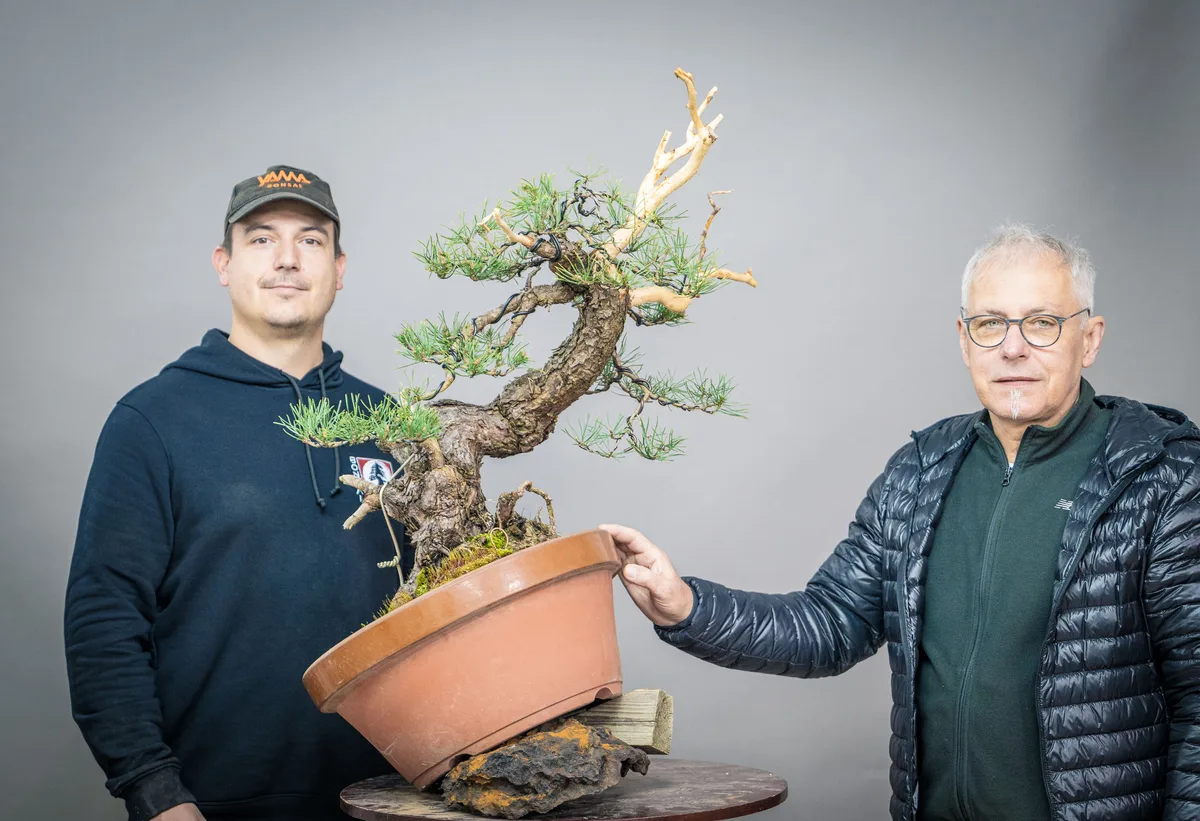 At the Bonsai Kreativ workshop with Yannick Kiggen: Workshop work on a conifer in a tilted position.