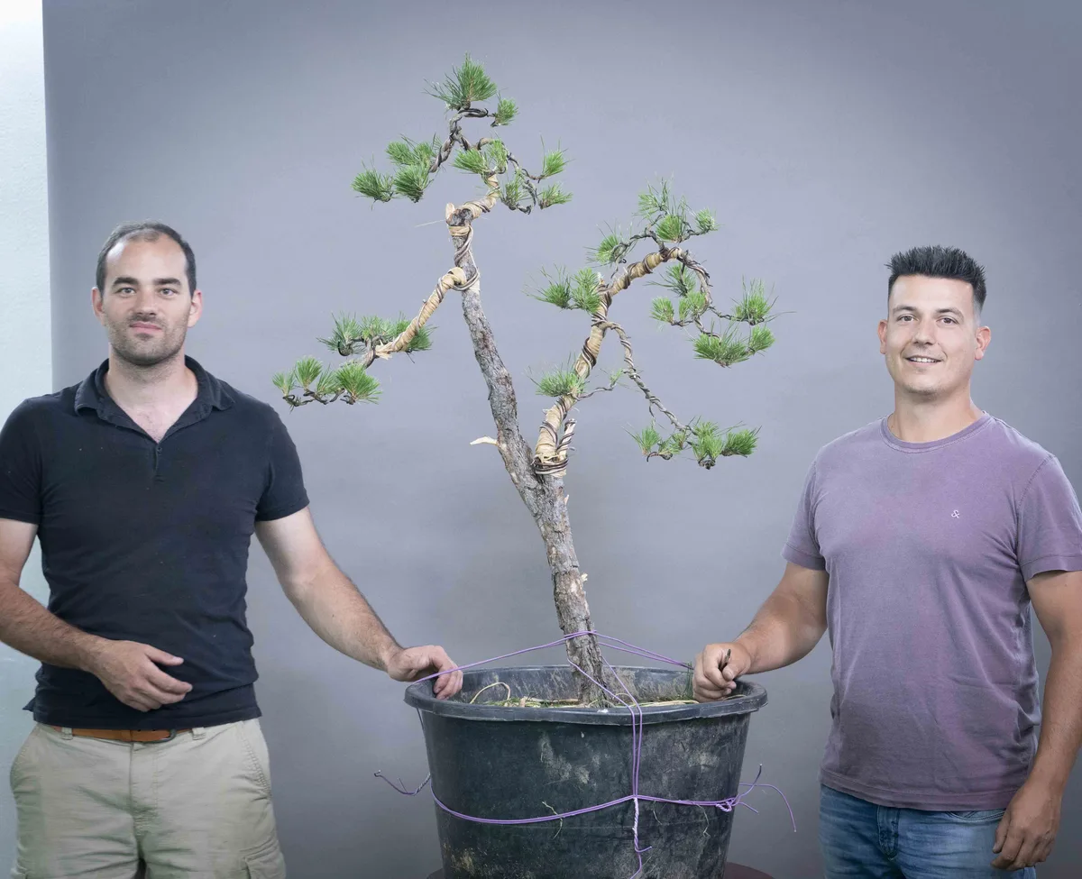 Beim Bonsai-Kreativ-Workshop mit Yannick Kiggen: Bearbeitung einer Kiefer in aufrechter Form, mit gut sichtbarer Verzweigung.