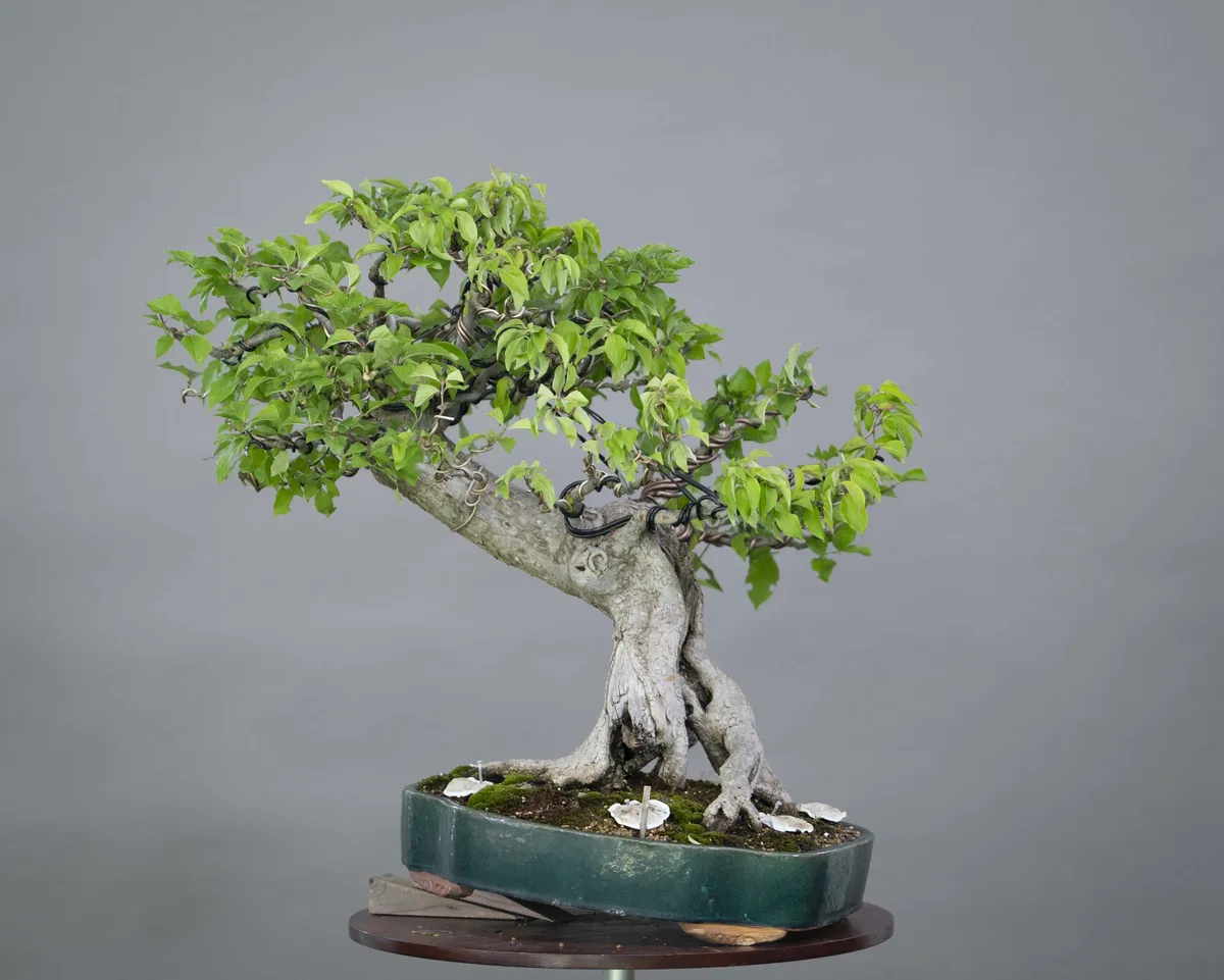 At the Bonsai Kreativ workshop with Yannick Kiggen: A broadleaf bonsai with a pronounced root base and a leafy crown.