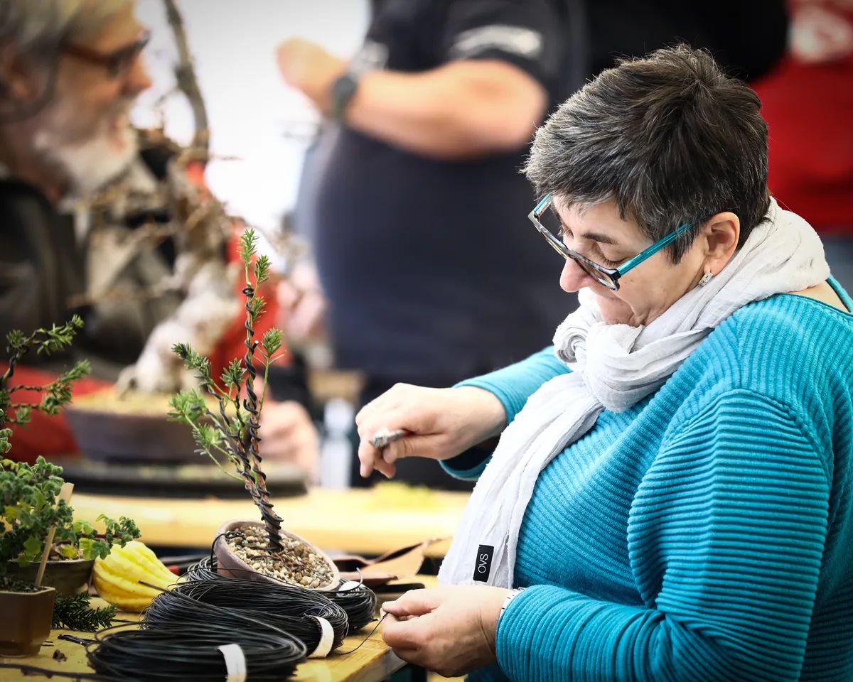 At the Bonsai Kreativ workshop with Josef Burschl: Hands at work on a broadleaf bonsai in a small format, with a leafy crown.
