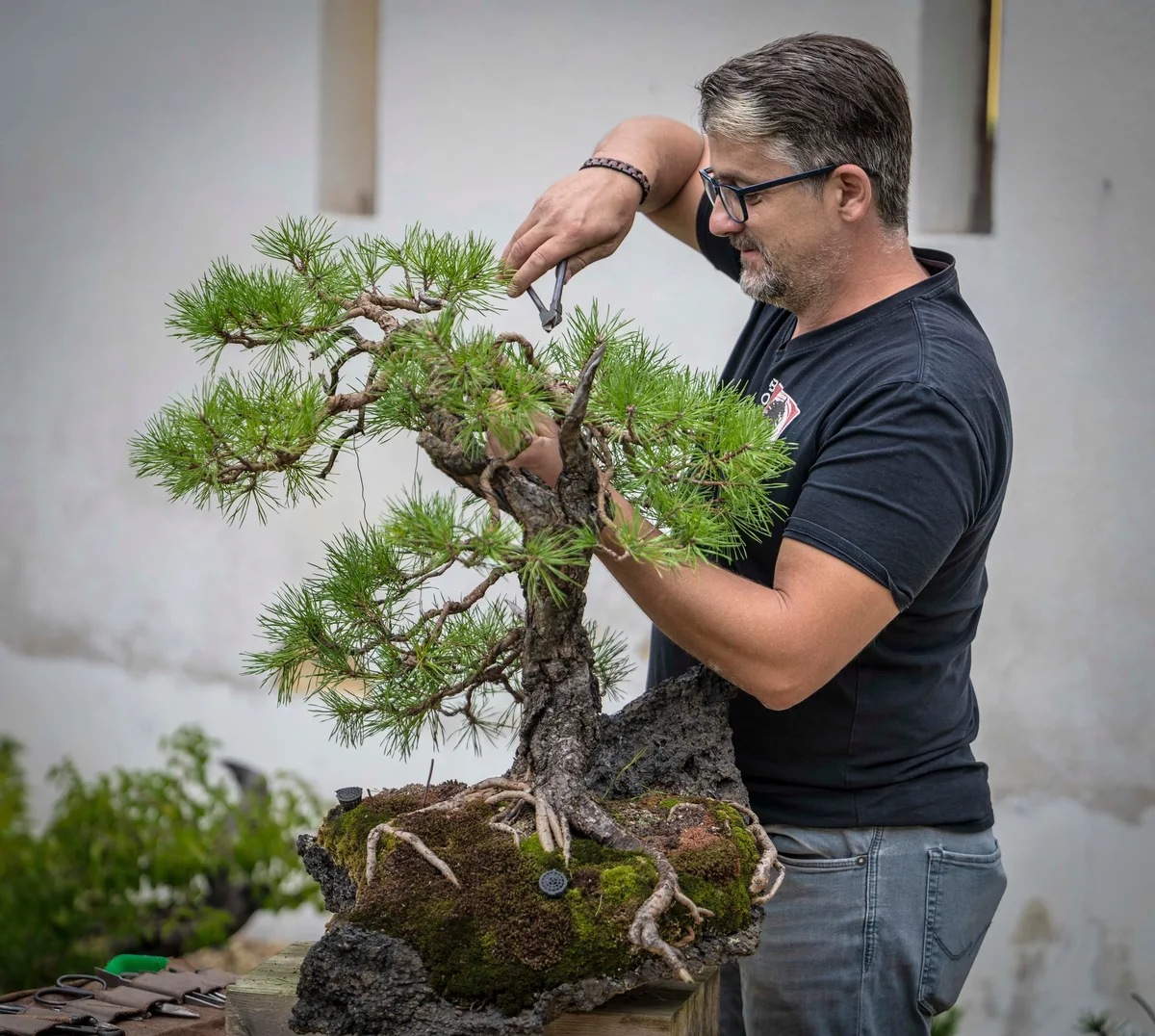 Beim Bonsai-Kreativ-Workshop mit Yannick Kiggen: Arbeit an einer Kiefer auf einer Felsgestaltung, mit sichtbarer Benadelung.