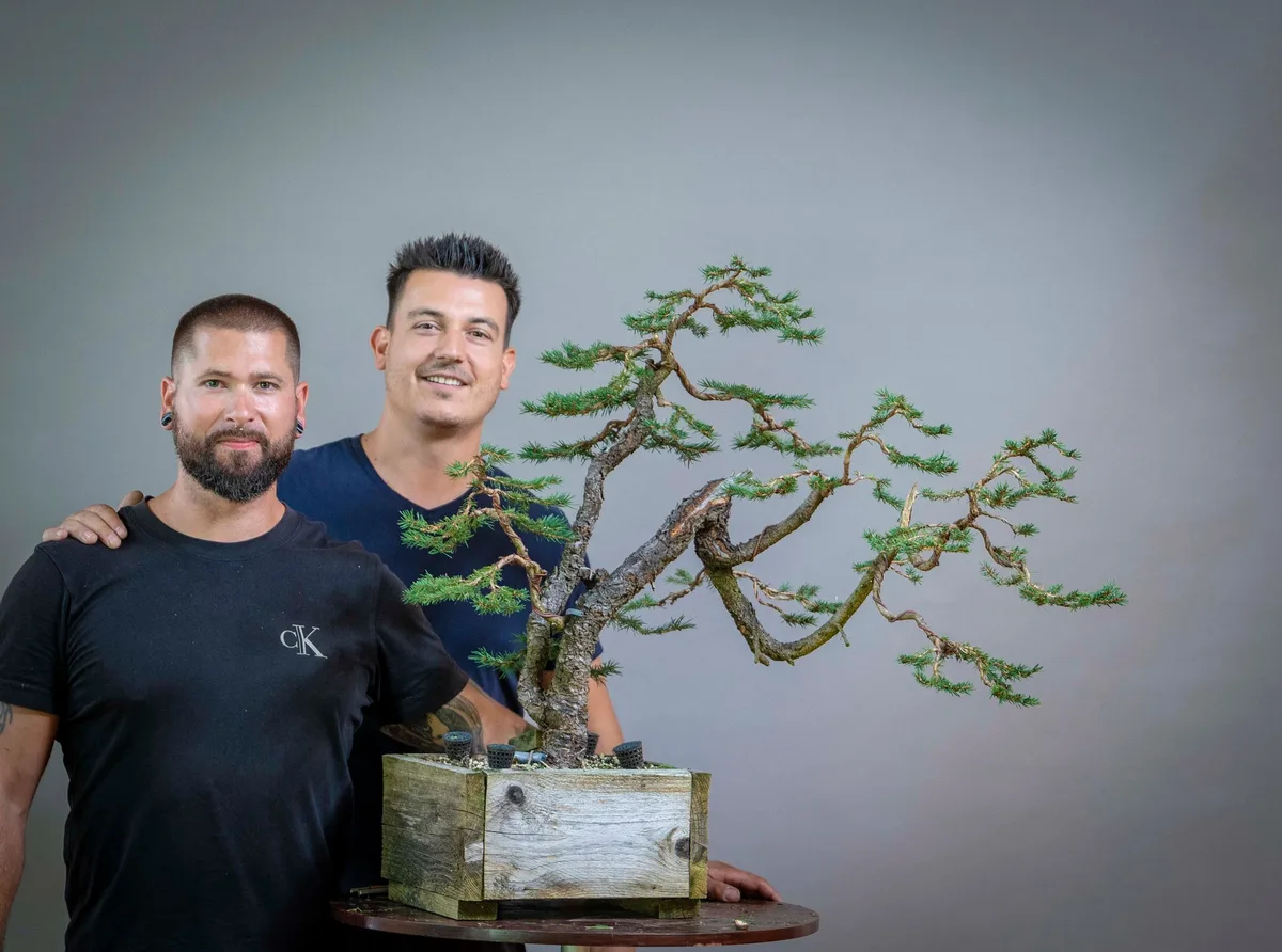 Beim Bonsai-Kreativ-Workshop mit Yannick Kiggen: Bearbeitung einer Lärche mit mehreren Stämmen und gedrahteten Ästen.