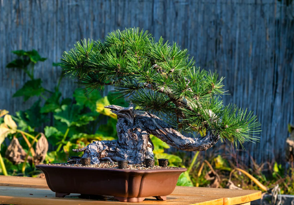 Beim Bonsai-Kreativ-Workshop mit Jan Culek: Eine Kiefer in Kaskadenform, mit markantem Totholz.