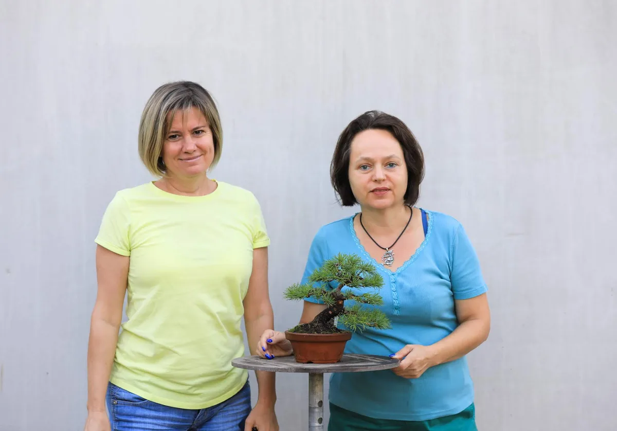 At the Bonsai Kreativ workshop with Josef Burschl: Workshop work on a pine in a small format, with defined foliage pads.