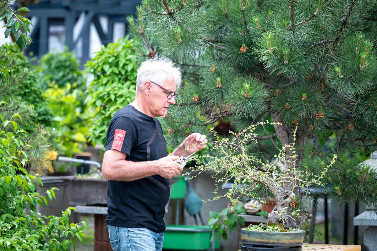 Beim Bonsai-Kreativ-Workshop mit Jan Culek: Arbeit an einem Bonsai mit gut sichtbarer Verzweigung.