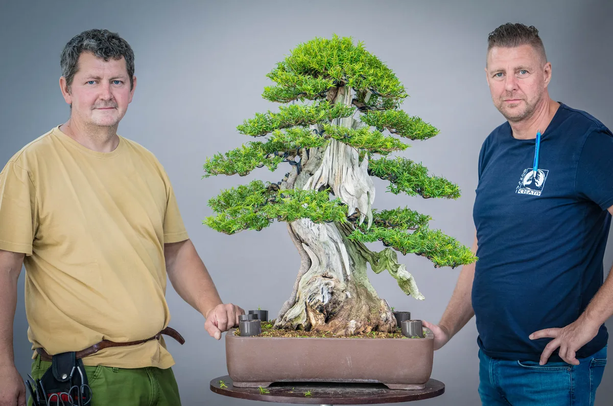 Workshop work on a yew with a broad deadwood trunk and layered green foliage pads at the workshop.