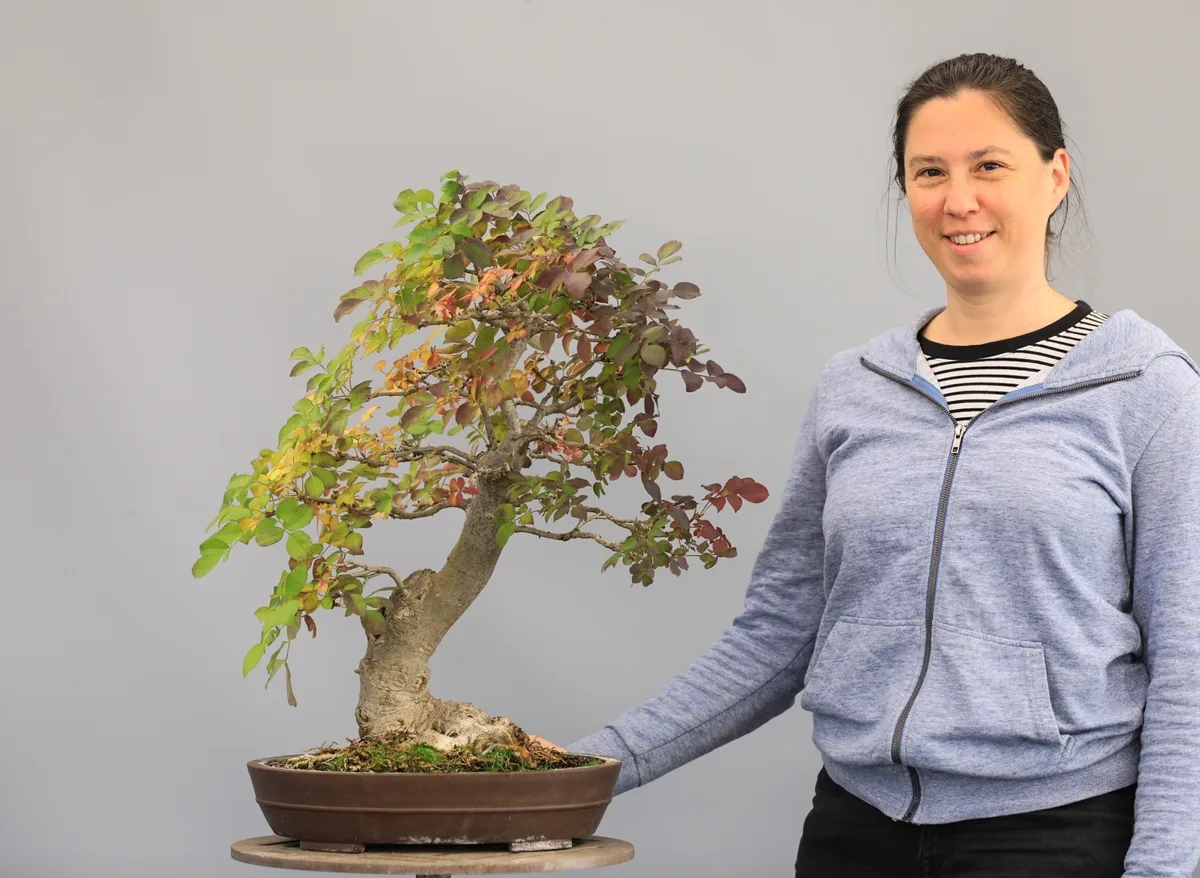 At the Bonsai Kreativ workshop with Josef Burschl: Workshop work on a broadleaf bonsai with autumn colour and a leafy crown.
