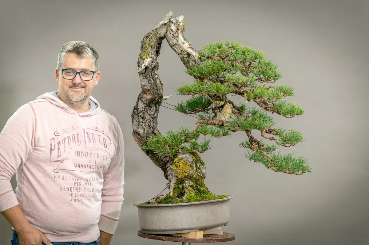 Beim Bonsai-Kreativ-Workshop mit Yannick Kiggen: Bearbeitung einer Kiefer mit geschwungenem Stamm und gegliederten Astpolstern.