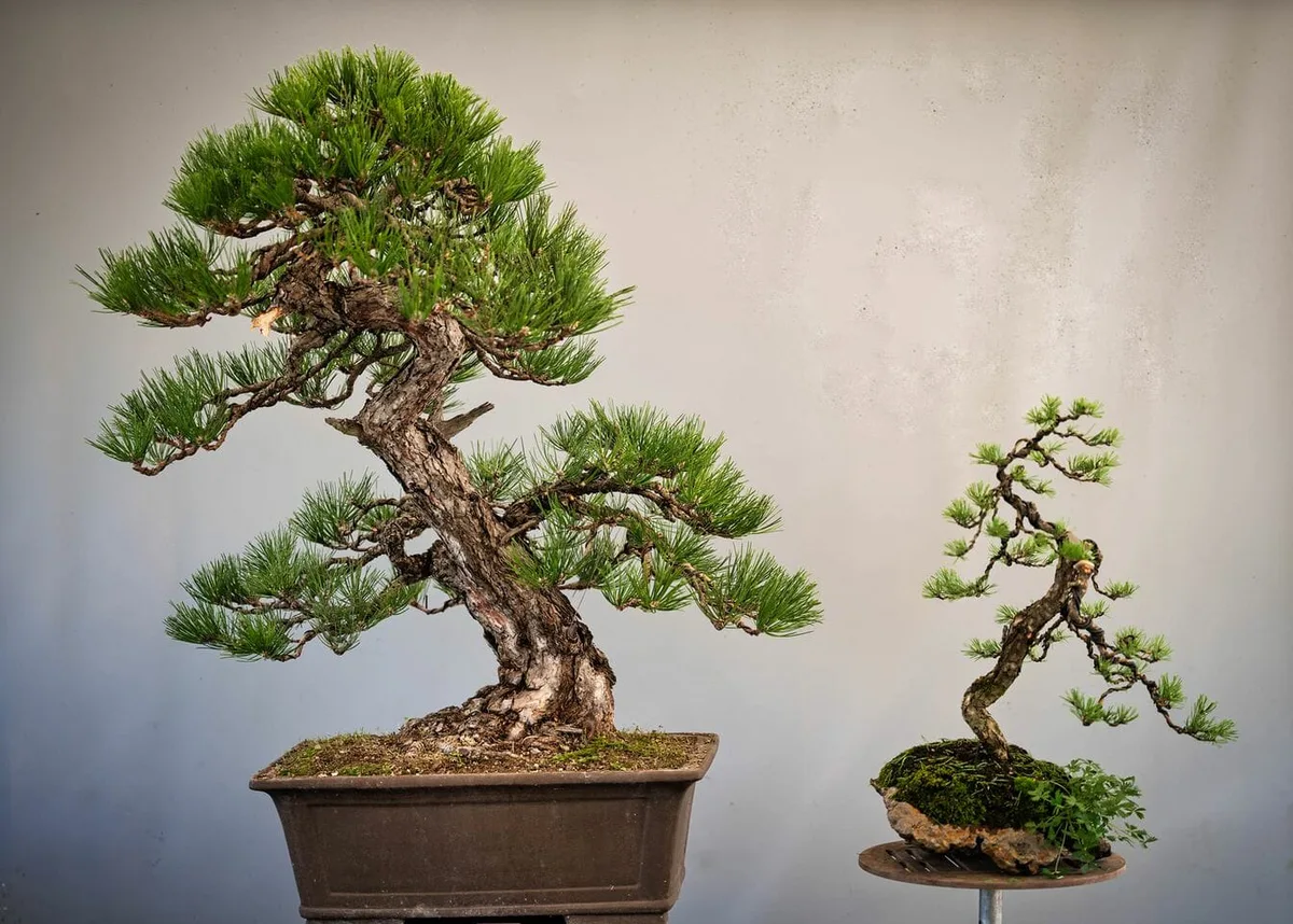 Mehrere Bonsai werden beim Bonsai-Kreativ-Workshop bearbeitet.