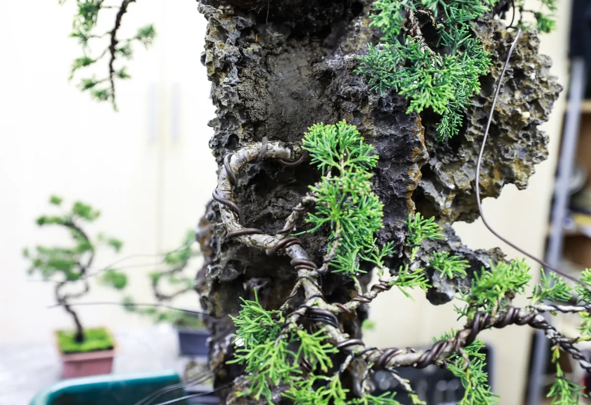 At the Bonsai Kreativ workshop with Josef Burschl: Close-up of a juniper on a rock composition, with wired branches.