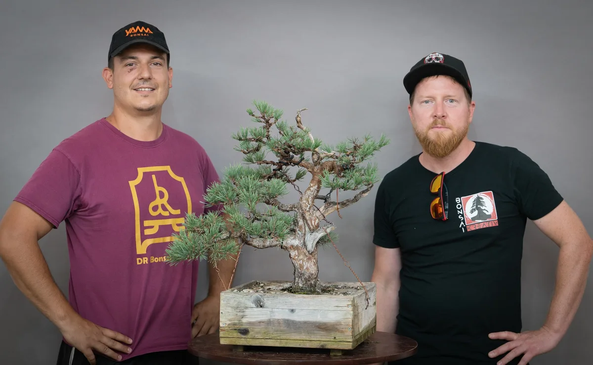 At the Bonsai Kreativ workshop with Yannick Kiggen: Workshop work on a pine with a broad crown and wired branches.