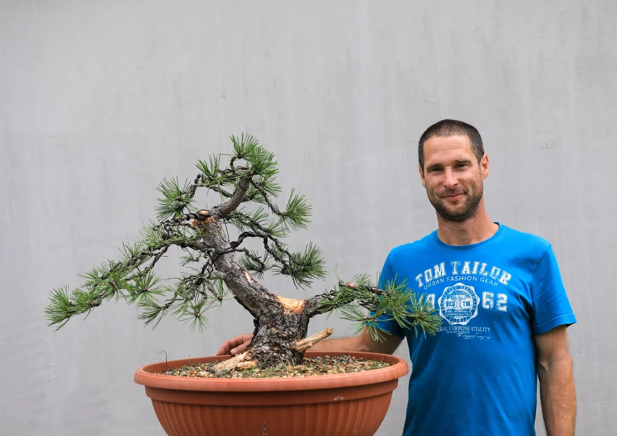 At the Bonsai Kreativ workshop with Josef Burschl: Workshop work on a pine in a tilted position, with prominent deadwood.