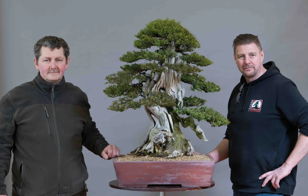 At the Bonsai Kreativ workshop with Václav Stropek: Workshop work on a yew with prominent deadwood and defined foliage pads.