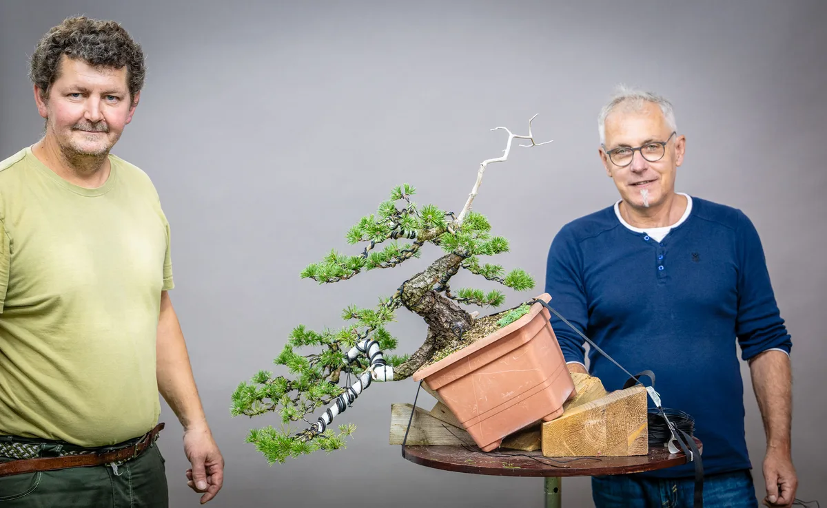 At the Bonsai Kreativ workshop with Václav Stropek: Workshop work on a pine in a cascading form and in a tilted position.