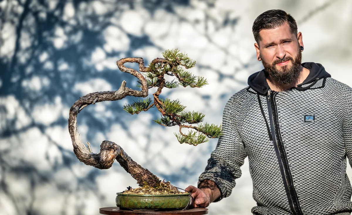 Beim Bonsai-Kreativ-Workshop mit Jan Culek: Bearbeitung einer Kiefer mit schlanker Silhouette und geschwungenem Stamm.