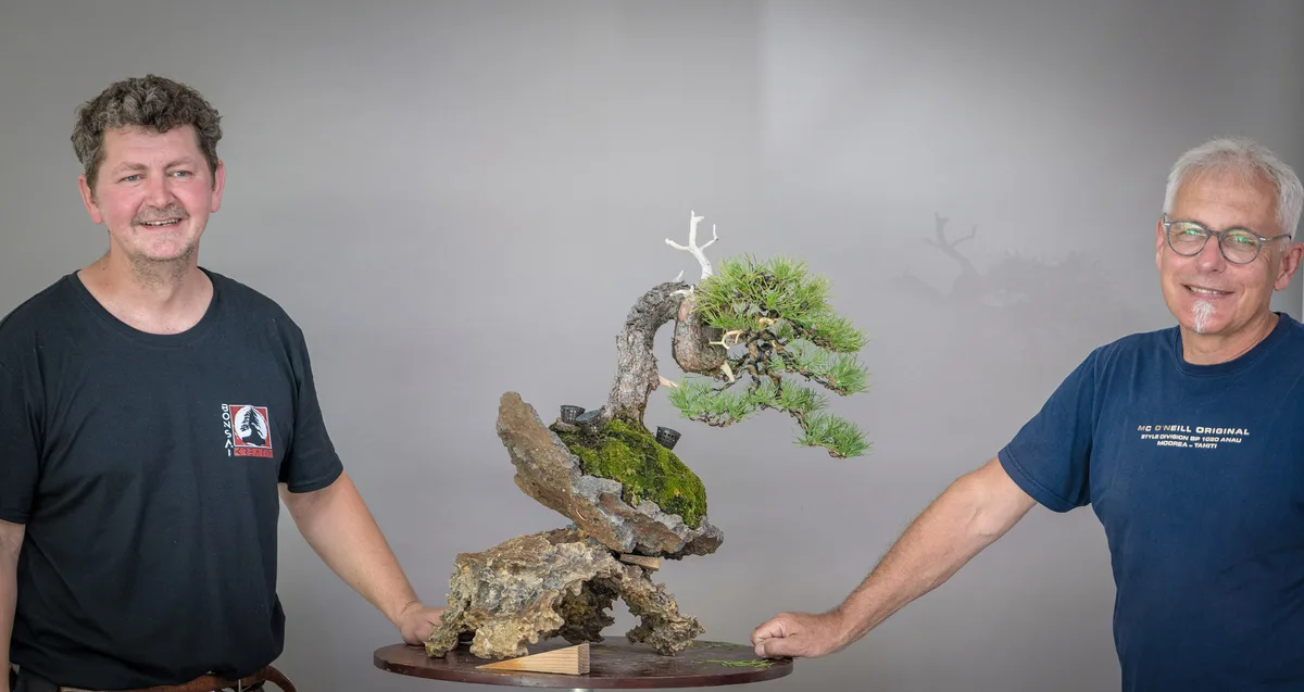 Beim Bonsai-Kreativ-Workshop mit Václav Stropek: Bearbeitung einer Kiefer mit geschwungenem Stamm, auf einer Felsgestaltung.