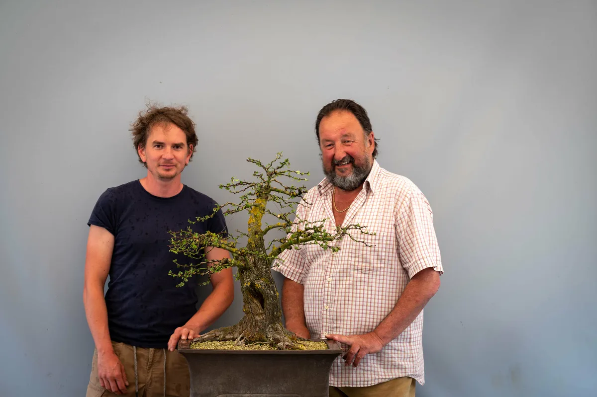 Beim Bonsai-Kreativ-Workshop mit Jan Culek: Bearbeitung eines Laubbaums mit kräftigem Stamm und gut sichtbarer Verzweigung.
