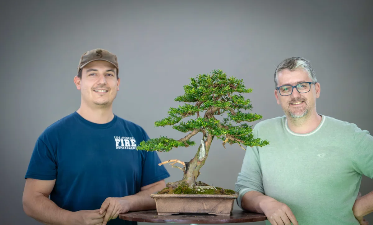 Beim Bonsai-Kreativ-Workshop mit Yannick Kiggen: Bearbeitung eines Nadelbaums in aufrechter Form, mit gegliederten Astpolstern.