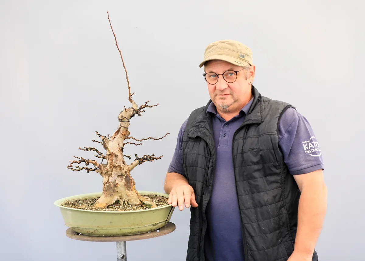 At the Bonsai Kreativ workshop with Josef Burschl: Workshop work on a broadleaf bonsai without leaves, with long shoots.