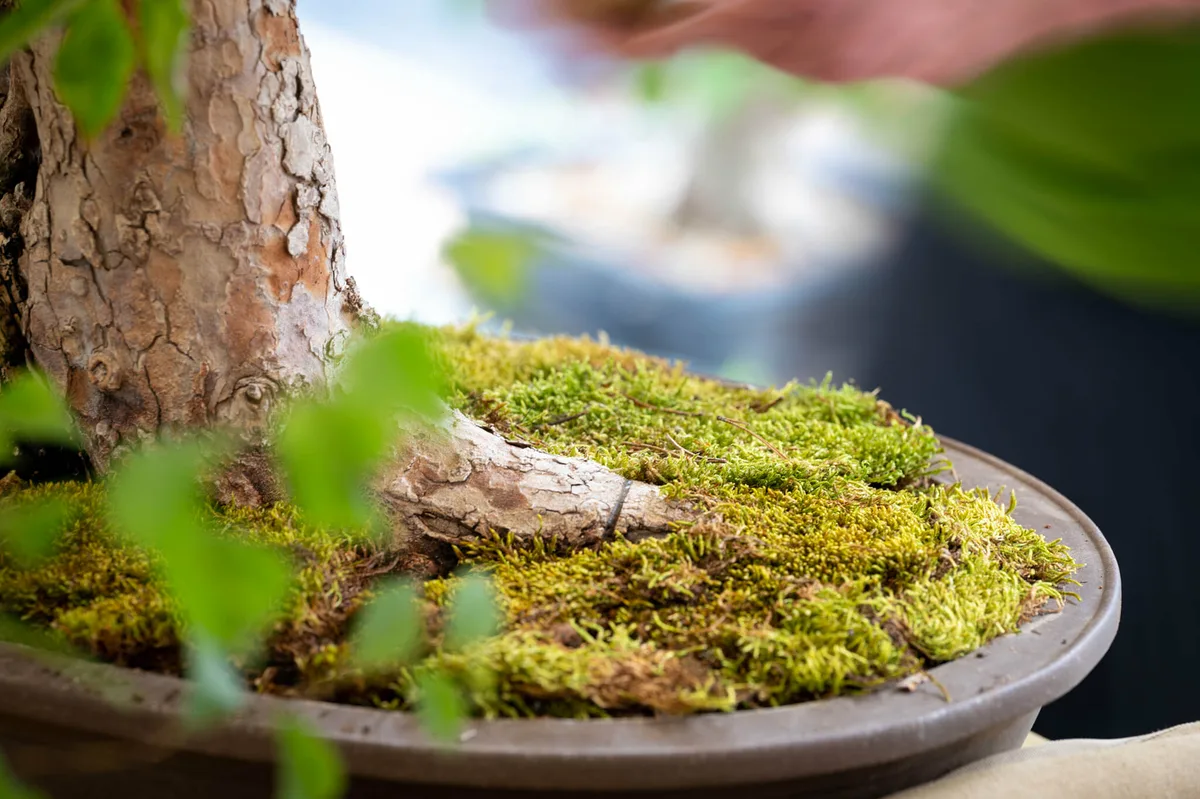Beim Bonsai-Kreativ-Workshop mit Jan Culek: Nahaufnahme von einem Laubbaum mit ausgeprägtem Wurzelansatz, auf einem Moospolster.